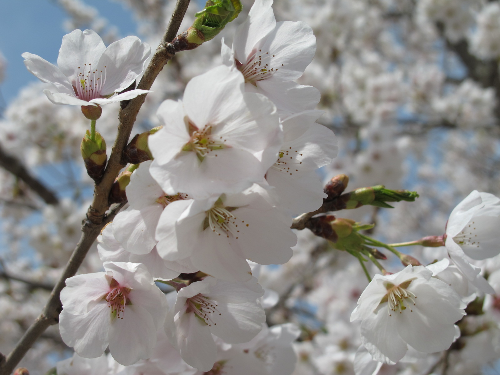 桜咲きました_b0152504_2132775.jpg