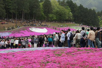 秩父の芝桜_d0188407_19353330.jpg