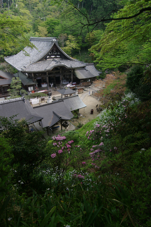 岡寺の石楠花_f0221510_2254059.jpg