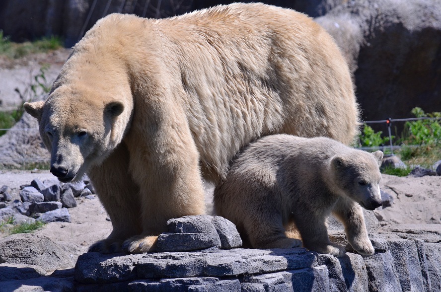 ロッテルダム動物園へ！_a0151913_47461.jpg