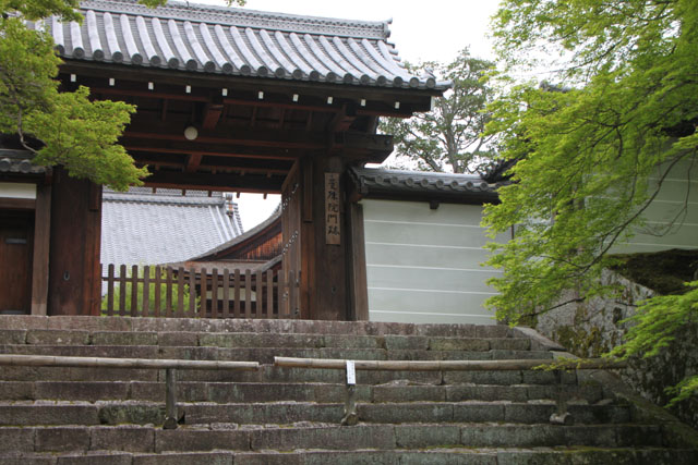 曼殊院 霧島ツツジ_e0048413_21325540.jpg