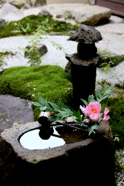 曼殊院 霧島ツツジ_e0048413_21331238.jpg