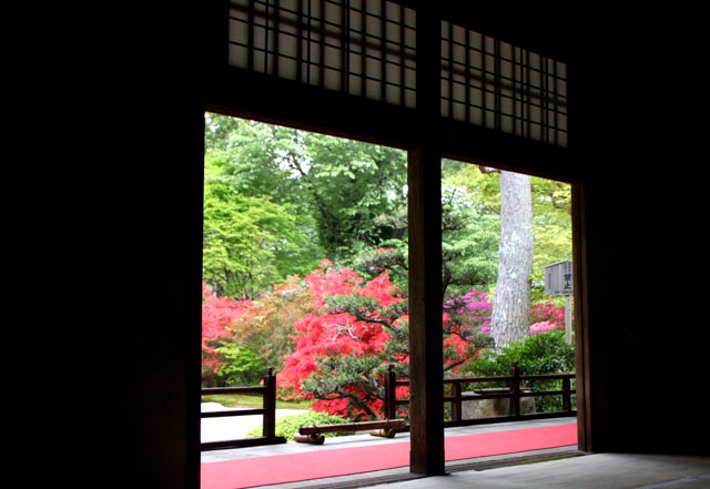 曼殊院 霧島ツツジ_e0048413_21334083.jpg