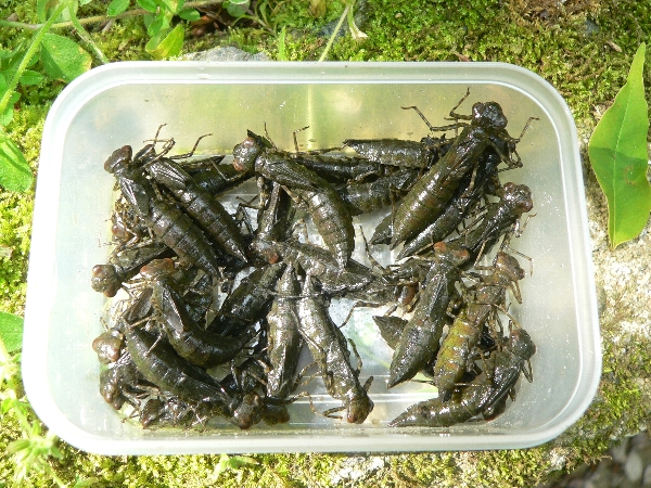 e0002314_20353023.jpg