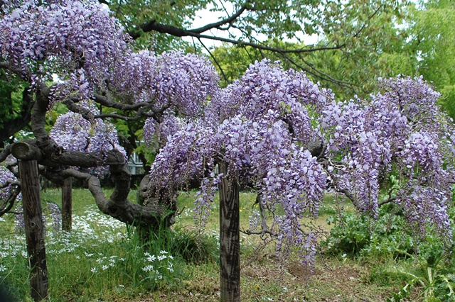 f0012718_1334478.jpg