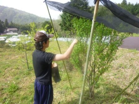 花山椒の収穫 ナルハジカミ いずも八山椒