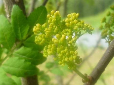 花山椒の収穫 ナルハジカミ いずも八山椒 花山椒の収穫 ナルハジカミ いずも八山椒