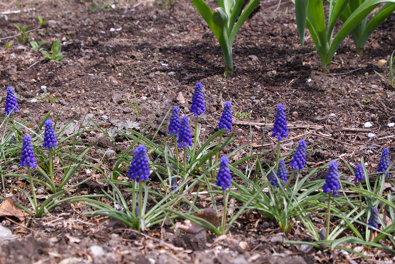 e0136424_11201981.jpg