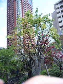 e0177824_2321575.jpg