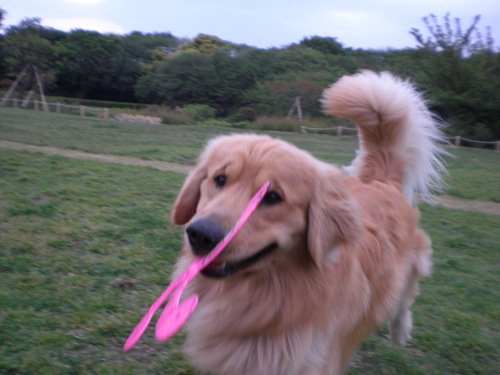 お久しぶりです まーくんです_c0220025_11564518.jpg