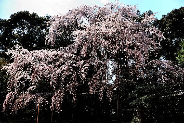 醍醐の桜撮影記_e0104529_2328960.jpg