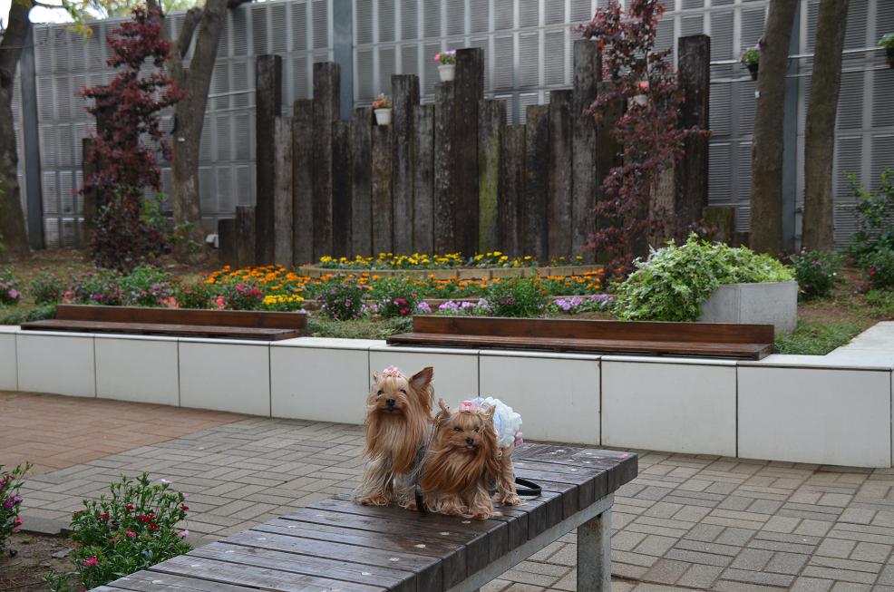 尾張津島天王川公園の藤まつり_f0124830_222476.jpg