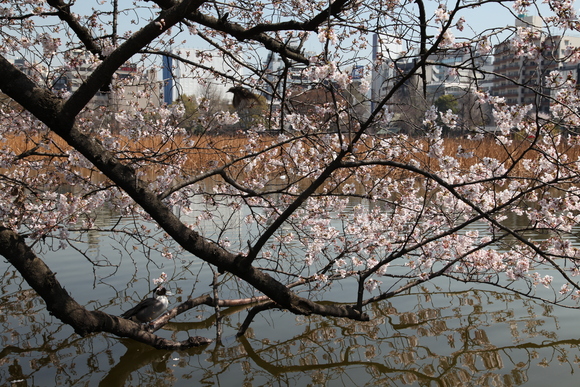 a0123331_125987.jpg