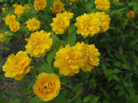 e0202031_2210337.jpg