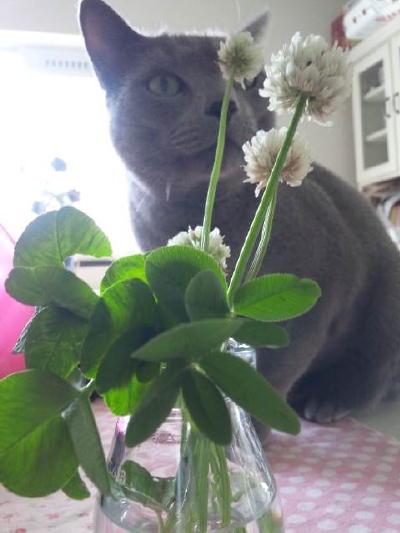 今度は猫つながり_d0152937_22142991.jpg