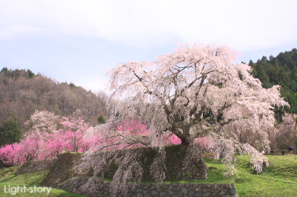 ＳＡＫＵＲＡ_e0190937_1057359.jpg