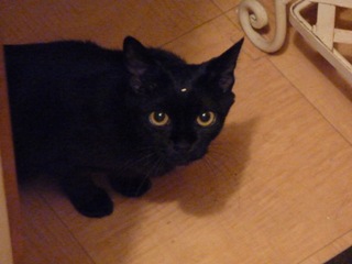 ビンディー猫 ろった編。_a0143140_23581394.jpg