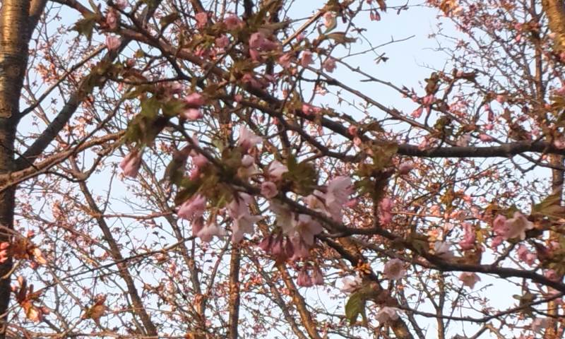 もうすぐ桜が！_f0209045_20551353.jpg