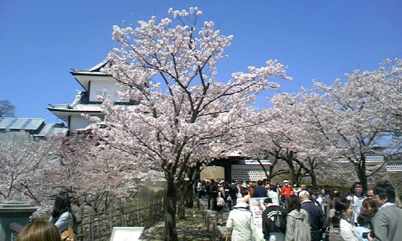 金沢の桜_f0226947_615198.jpg