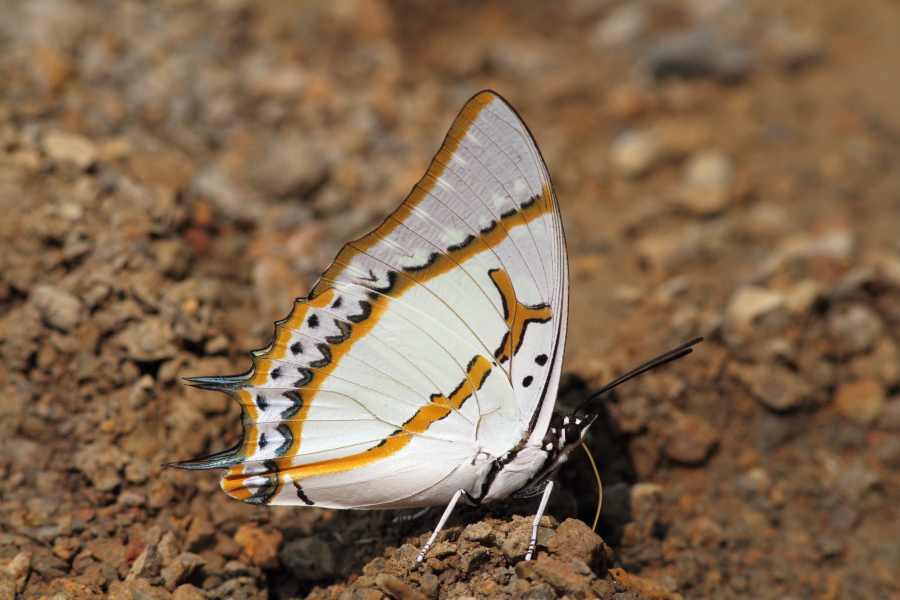 フタオチョウ　（2011年5月4日）_a0094850_6583698.jpg