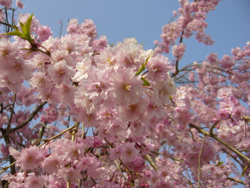 がいせん桜開花情報　【散りおわり】　２０１１年５月４日_b0174451_7595642.jpg