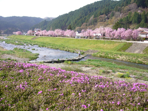 がいせん桜開花情報　【散りおわり】　２０１１年５月４日_b0174451_804466.jpg