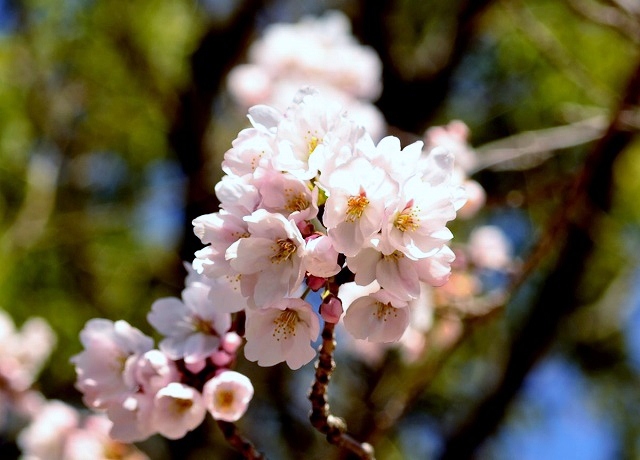 万博公園の桜_f0130251_9112994.jpg