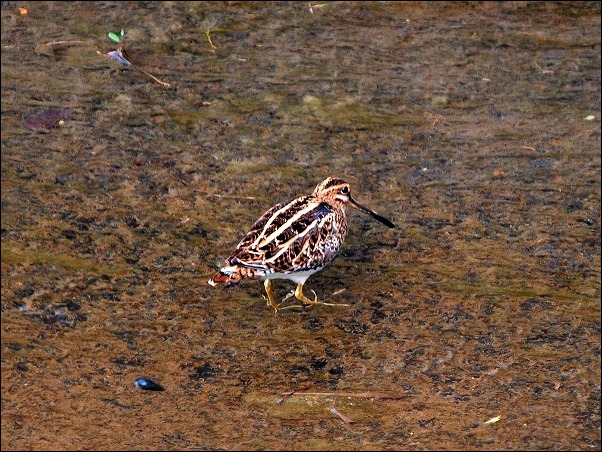 川辺の野鳥 タシギ クイナなど 模糊の旅人