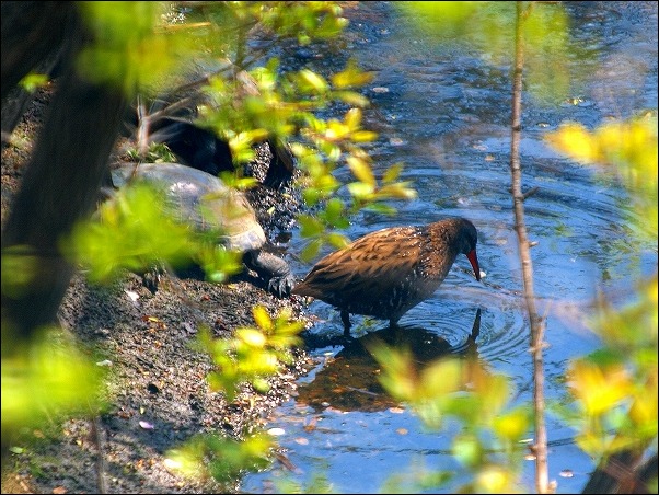 川辺の野鳥 タシギ クイナなど 模糊の旅人 川辺の野鳥 タシギ クイナなど 模糊の旅人