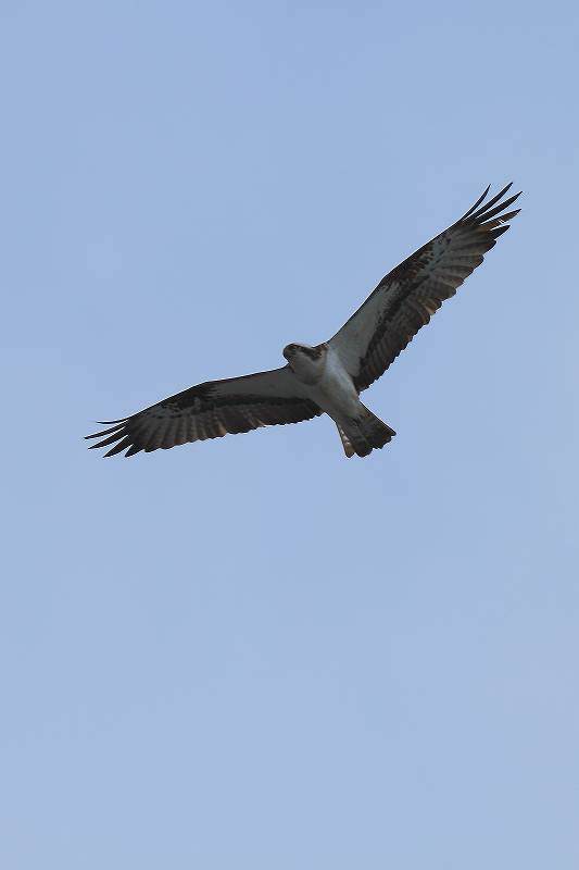 f0044056_75037.jpg