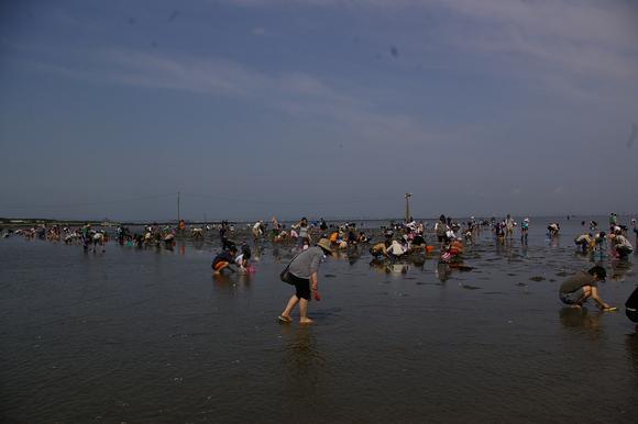 潮干狩りPart 1/shellfish gathering on a beach, part1_a0186568_2359511.jpg