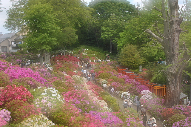 根津神社から亀戸天神_f0227973_7548100.jpg