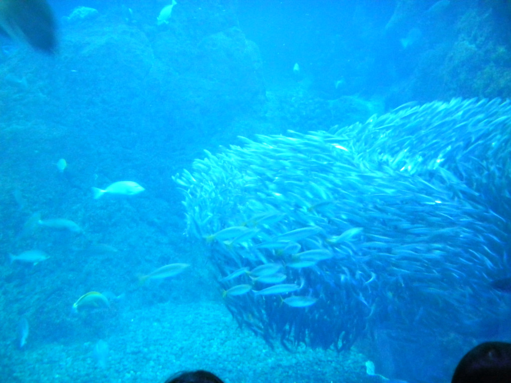 新江ノ島水族館_c0146875_19242570.jpg