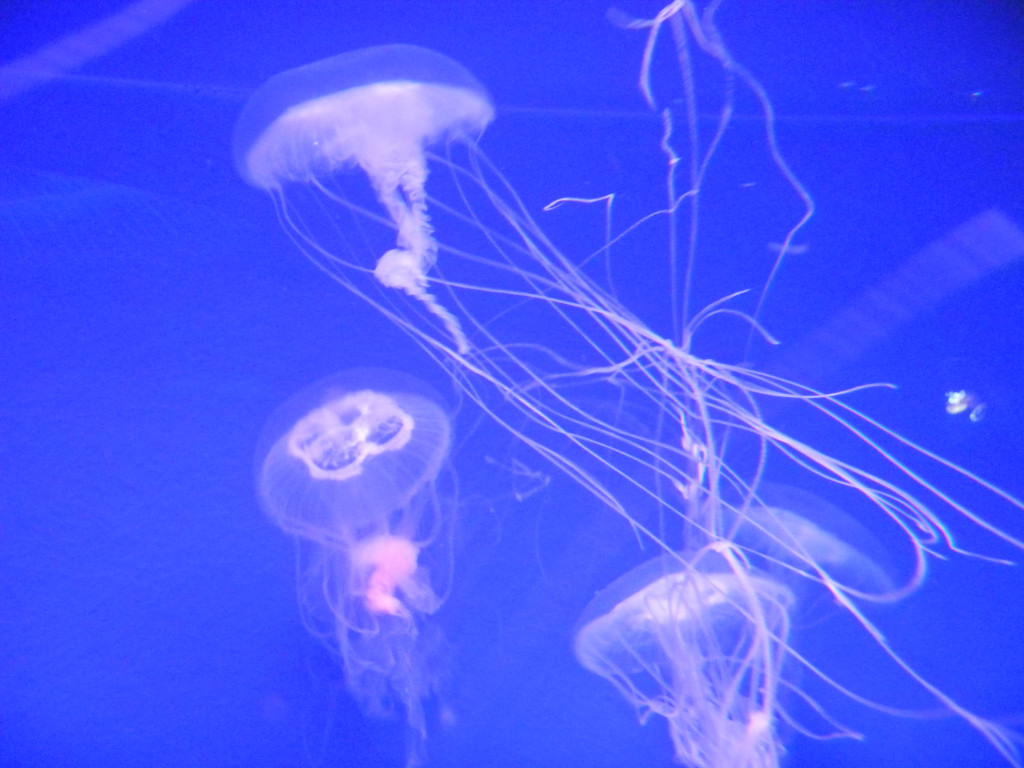 新江ノ島水族館_c0146875_19271747.jpg