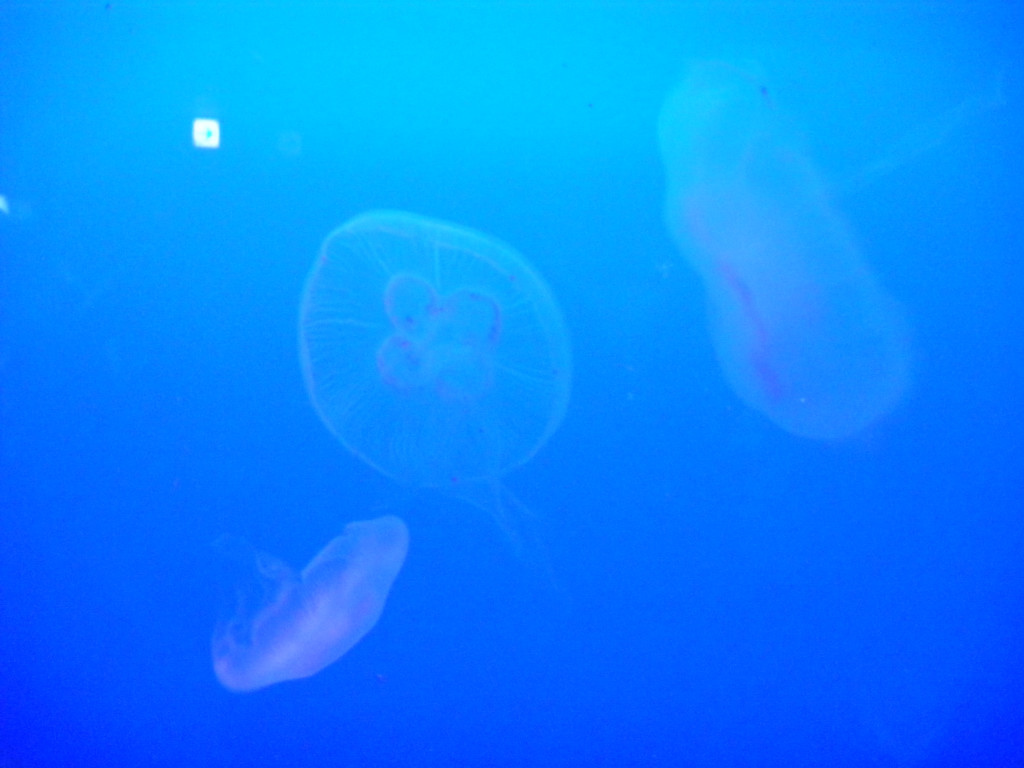 新江ノ島水族館_c0146875_19272923.jpg