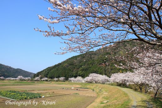 桜　　その１_f0164575_20491846.jpg