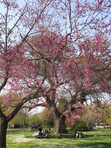 春の公園_f0058691_17314912.jpg