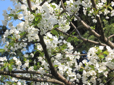 春の公園_f0058691_17321891.jpg