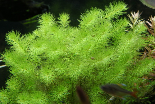 a0183301_1233244.jpg