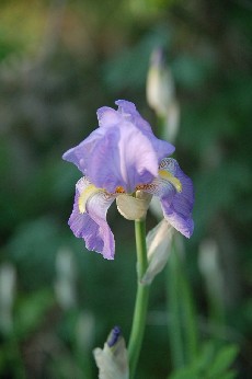 Les iris sont en fleurs aux Champs ..._a0113208_9141385.jpg