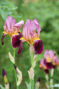 Les iris sont en fleurs aux Champs ..._a0113208_9144448.jpg