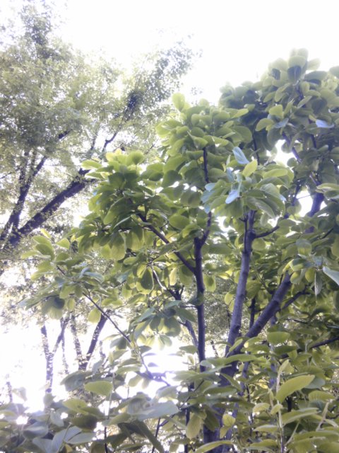 c0050708_5423830.jpg