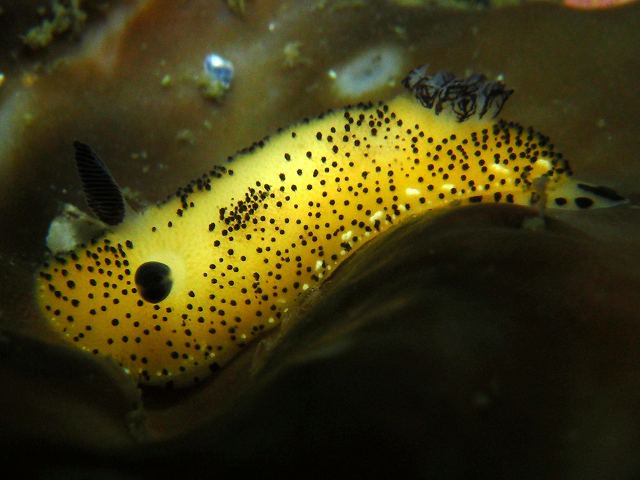 d0175710_2137929.jpg
