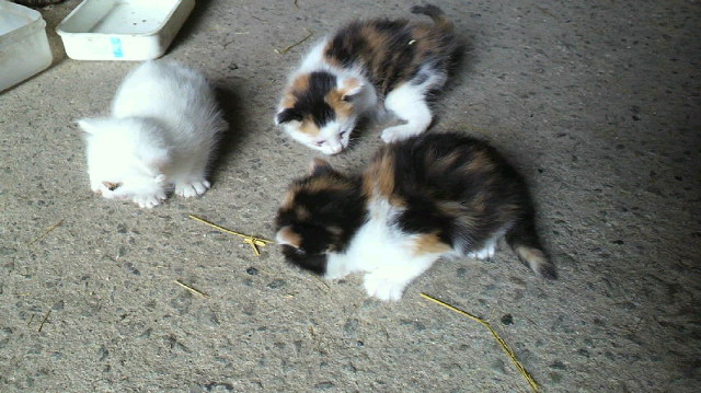 c0198511_17115240.jpg