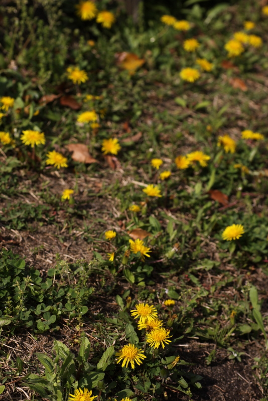 b0165522_78157.jpg