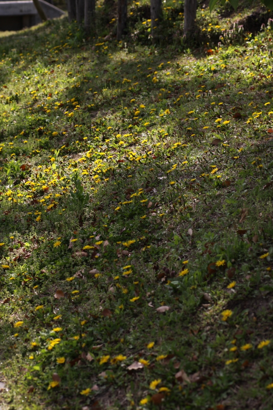 b0165522_79571.jpg