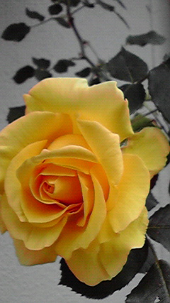 d0110022_855743.jpg