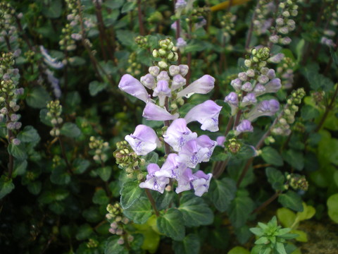 e0128024_1117411.jpg