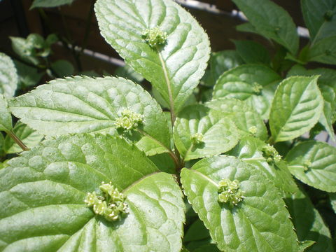 e0128024_11181534.jpg