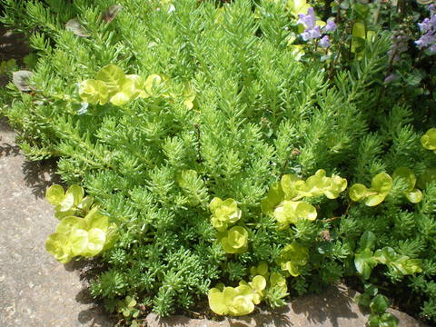 e0128024_1118167.jpg